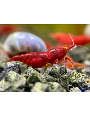 Neocaridina OE Fire Red