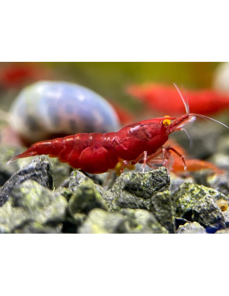 Neocaridina OE Fire Red
