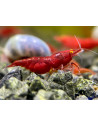 Neocaridina OE Fire Red