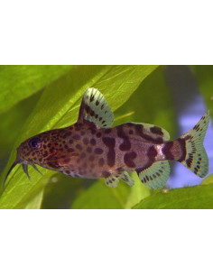Synodontis nigrita 5-8cm