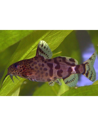 Synodontis nigrita 5-8cm