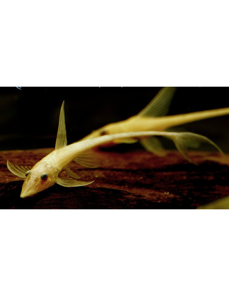 Sturisomatichthys aureum Gold 5-7cm