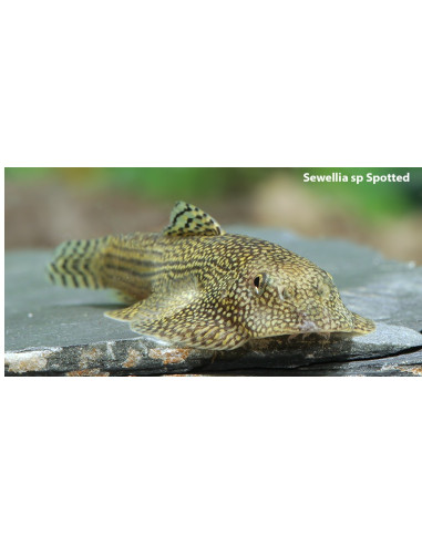 Sewellia sp. "Spotted"