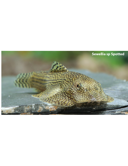 Sewellia sp. "Spotted"