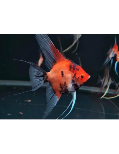 Scalaire koi red 8-10cm