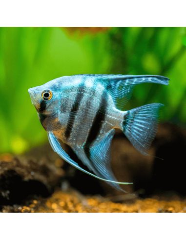 Scalaire bleu
