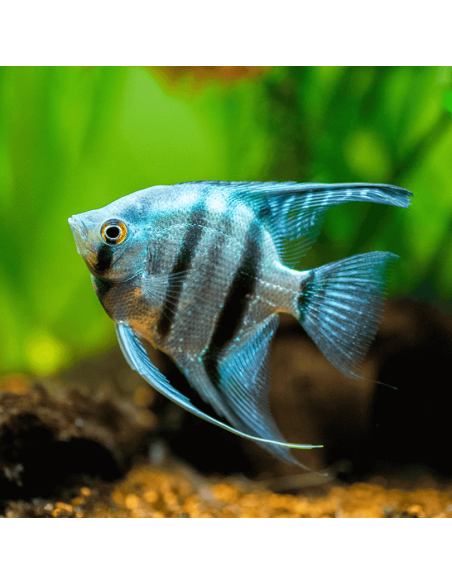 Scalaire bleu