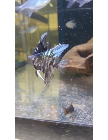 Scalaire marbré bleu 3-4cm