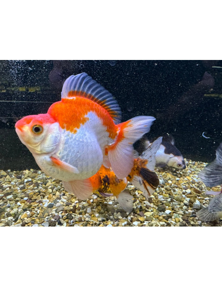 Ryunkin Mix Shortail 5-6cm