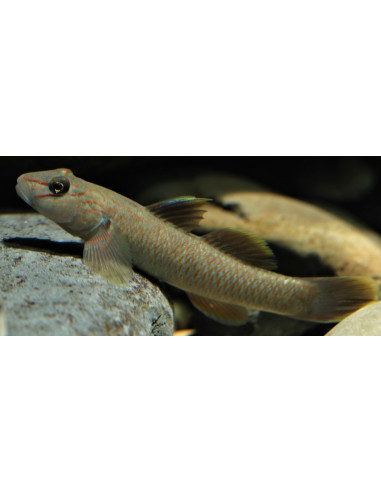 Rhinogobius candidianus