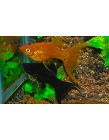Poecilia velifera MIX Longfin