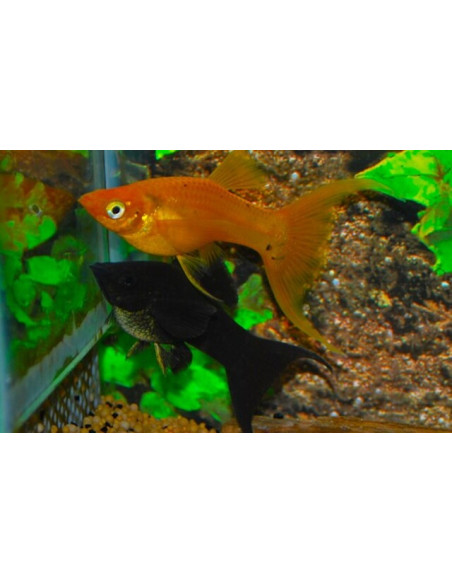 Poecilia velifera MIX Longfin