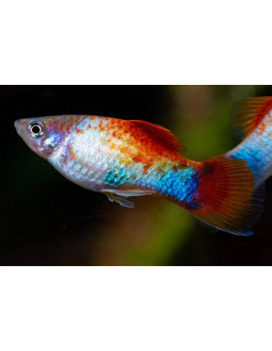 Platy Tricolor 3cm