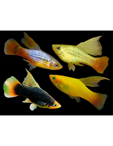 Platy Mix High Fin
