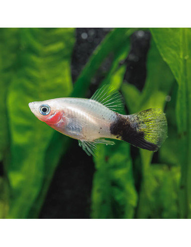 Platy panda