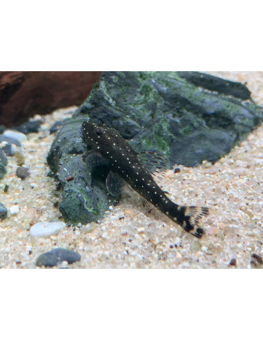 Parotocinclus haroldoi