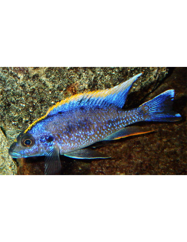 Otopharynx lithobates 7-9cm