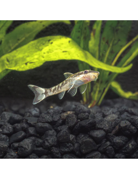 Otocinclus cocama