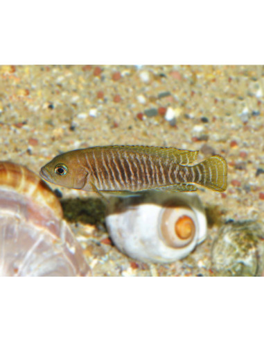 Neolamprologus multifasciatus 3-4cm