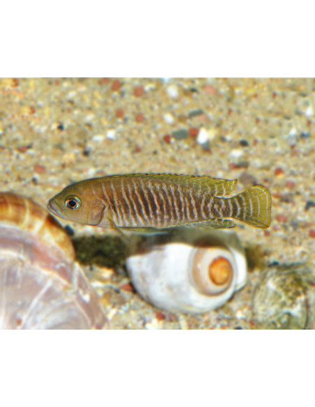Neolamprologus multifasciatus 3-4cm