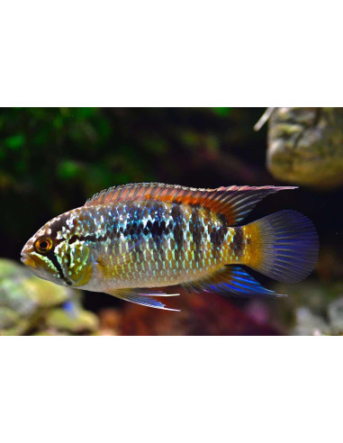 Nannacara adoketa 4-5cm