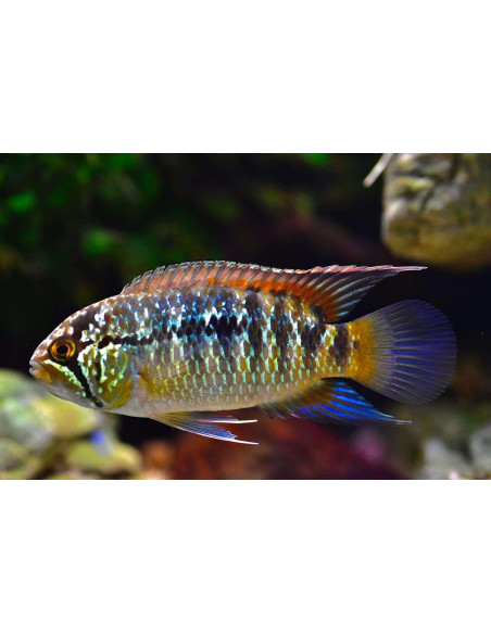 Nannacara adoketa 4-5cm