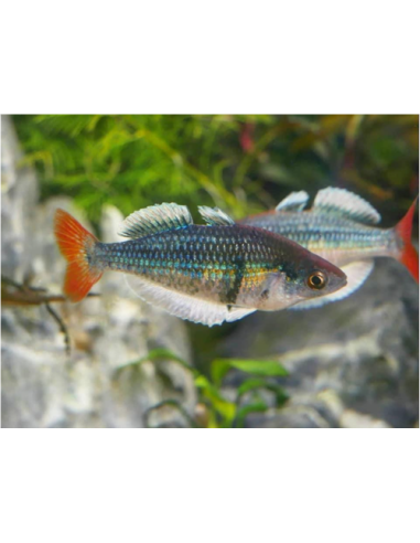 Melanotaenia sp. Kali Tawa