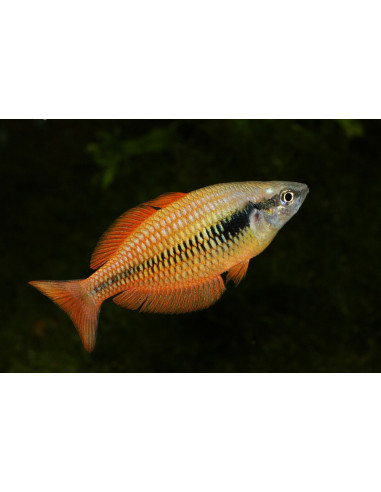 Melanotaenia parva 4-6cm