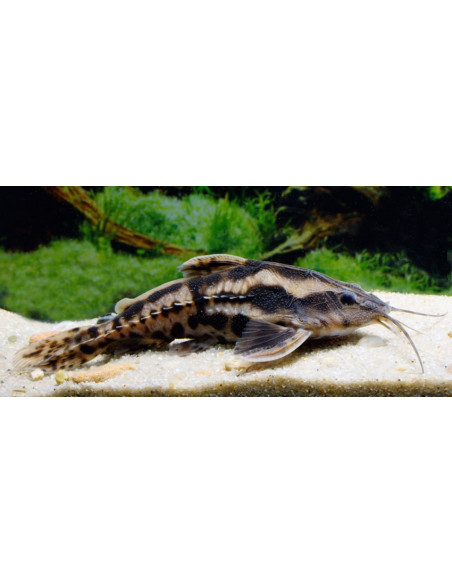 Megalodoras uranoscopus 10-12cm