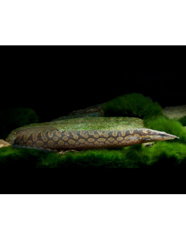 Mastacembelus armatus