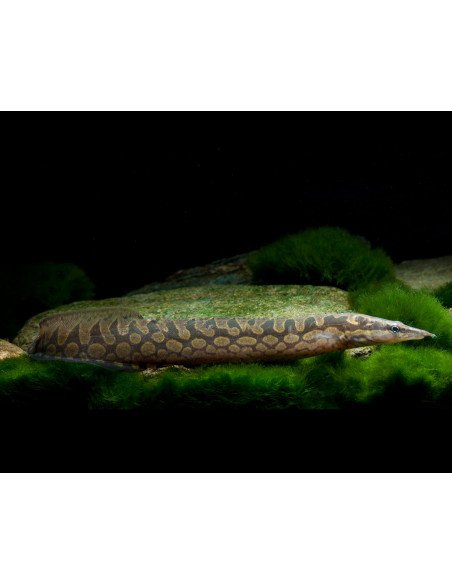 Mastacembelus armatus