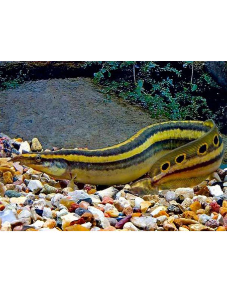 Macrognathus aral