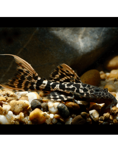 L 273 - Pseudacanthicus sp. Titanic Pleco 10-12cm