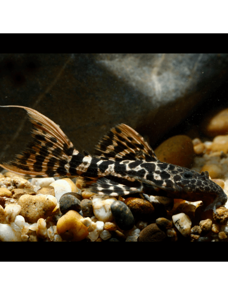 L 273 - Pseudacanthicus sp. Titanic Pleco 10-12cm