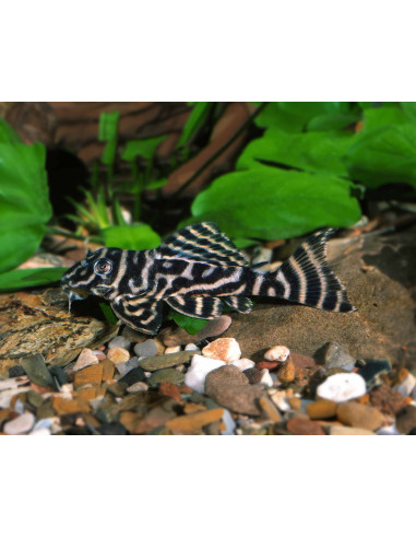 L 270 - Hypancistrus sp.