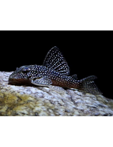 L 136 a - Hypancistrus sp. 5-6cm