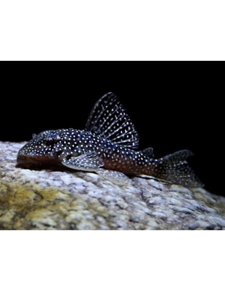 L 136 a - Hypancistrus sp. 5-6cm