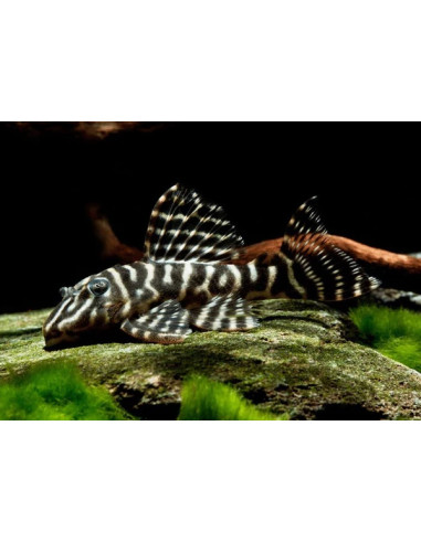 L 129 - Hypancistrus debilittera 4-6cm