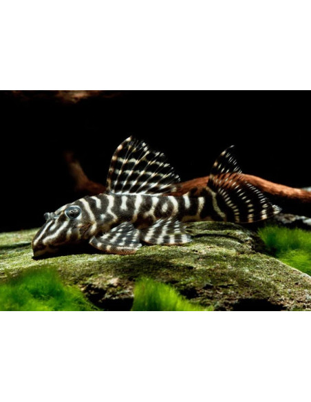 L 129 - Hypancistrus debilittera 4-6cm