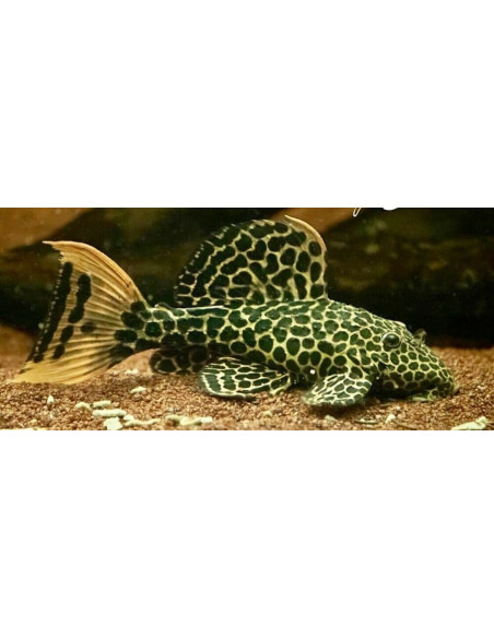 L 114 - Pseudacanthicus leopardus 3-5cm
