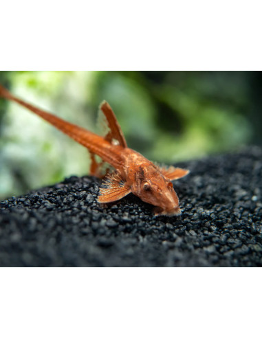 L 10a - Rineloricaria sp. Red