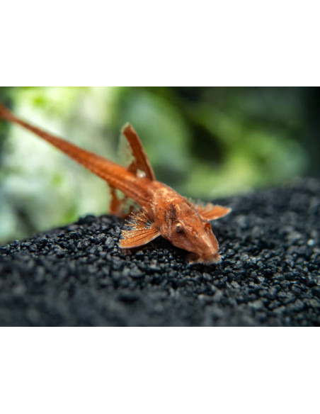 L 10a - Rineloricaria sp. Red