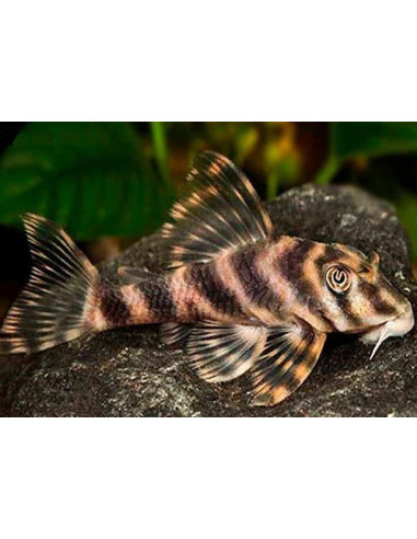 L 015 - Peckoltia vittata "Xingu" 6-8cm