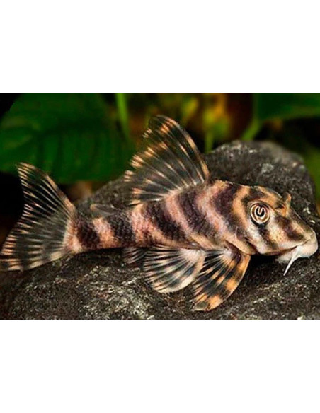 L 015 - Peckoltia vittata "Xingu" 6-8cm