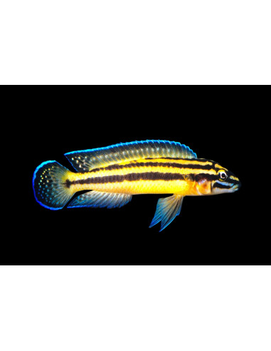 Julidochromis marksmithii 5-6cm