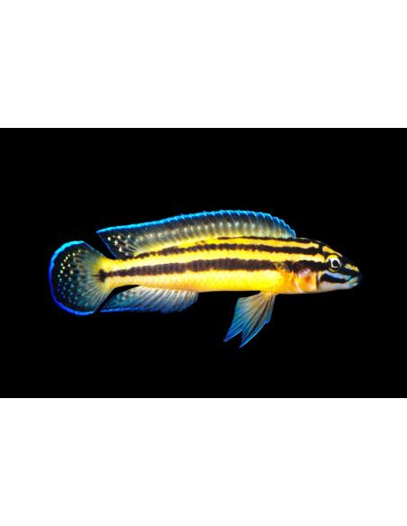 Julidochromis marksmithii 5-6cm