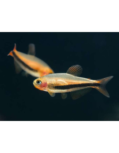 Inpaichthys luizae