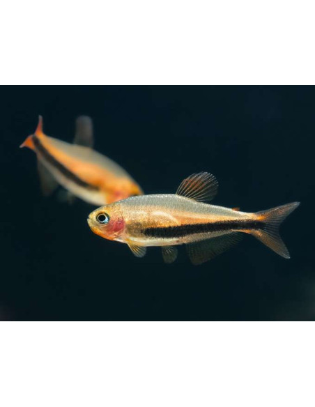 Inpaichthys luizae