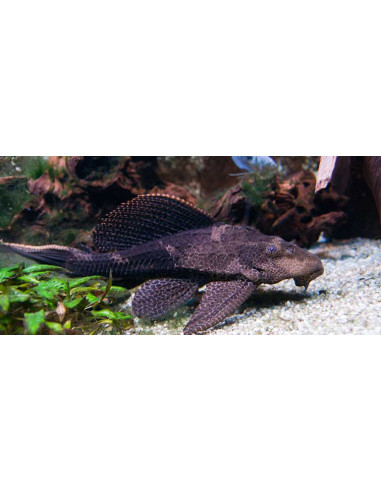Hypostomus plecostomus L 18-22cm