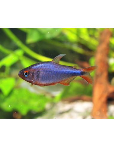 Hyphessobrycon wadai